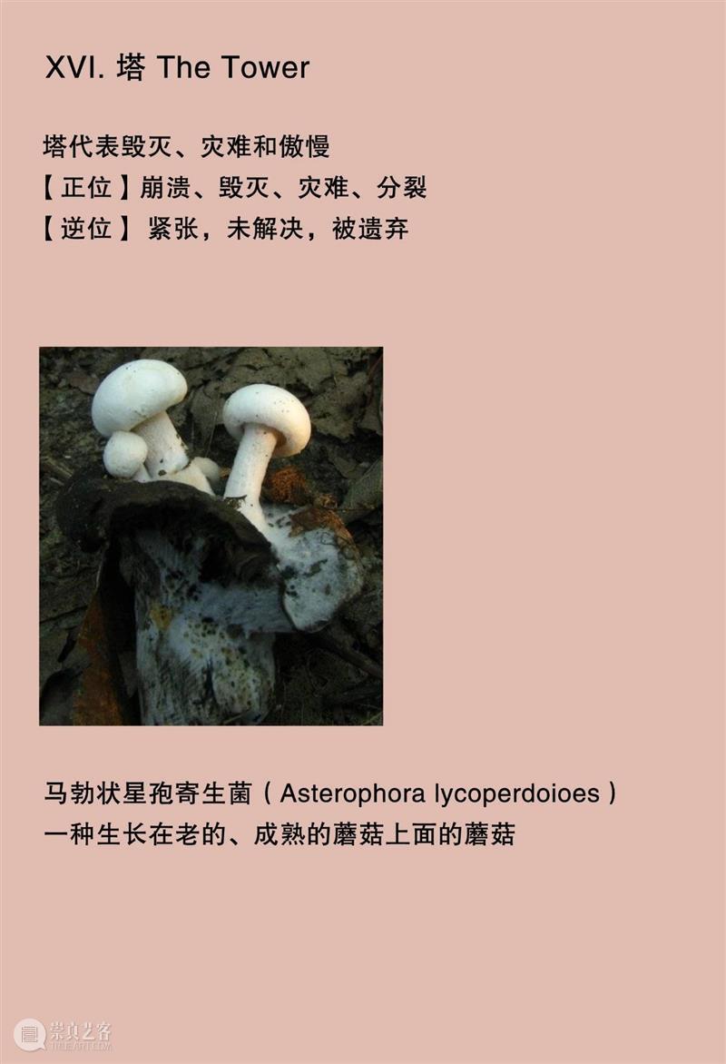 大竹茂夫「真菌塔罗牌」& 寺山修司「占歌留多手稿」｜译介首发 崇真艺客