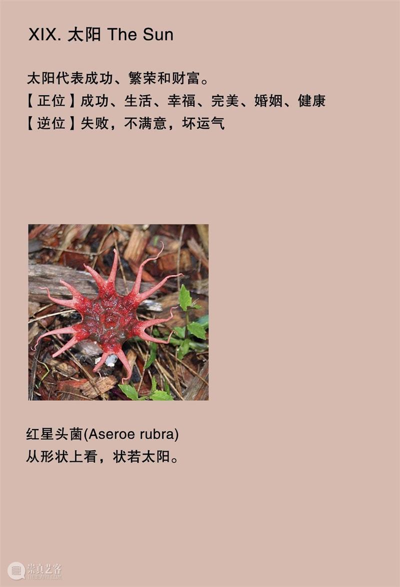 大竹茂夫「真菌塔罗牌」& 寺山修司「占歌留多手稿」｜译介首发 崇真艺客