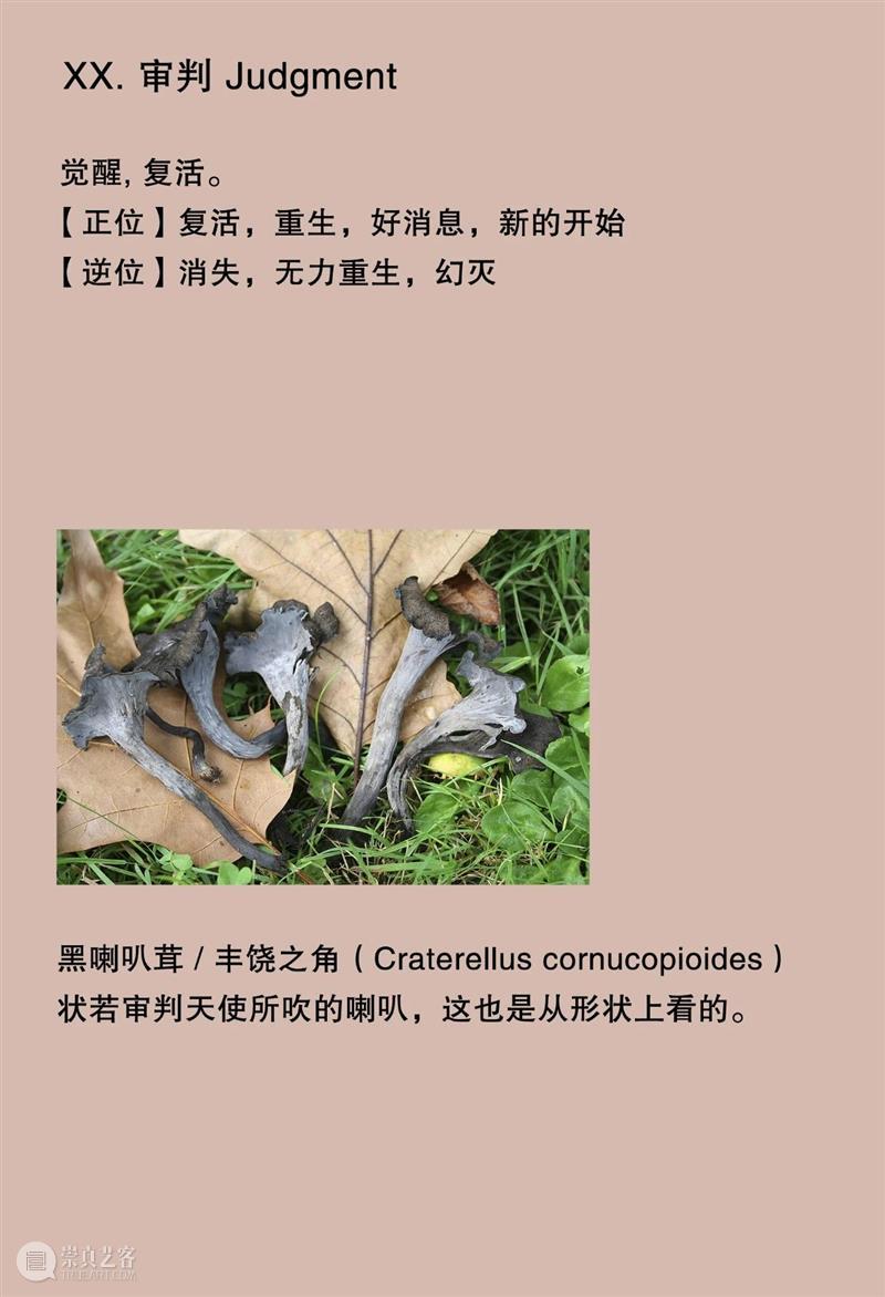 大竹茂夫「真菌塔罗牌」& 寺山修司「占歌留多手稿」｜译介首发 崇真艺客
