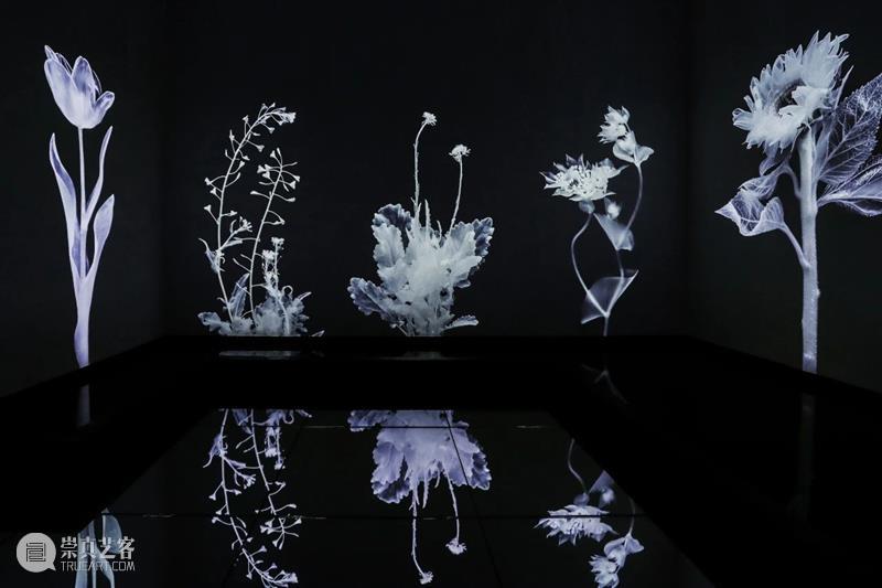 时代·专题|艺术家Luna Ikuta的透明植物幻境  北京时代美术馆 崇真艺客