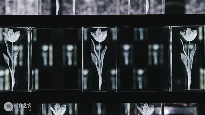 时代·专题|艺术家Luna Ikuta的透明植物幻境  北京时代美术馆 崇真艺客