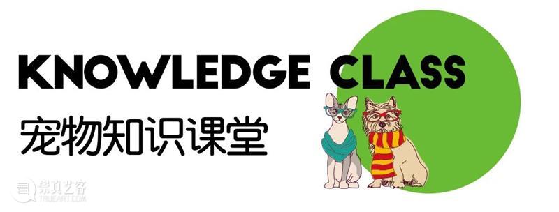 首届萌宠户外party,共建人宠露营新场域! 崇真艺客