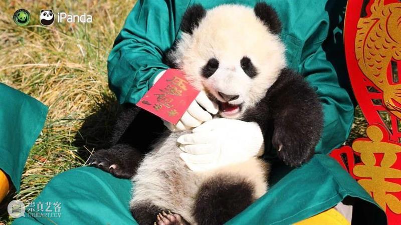 丫丫即将回国！萌化全世界的滚滚，百年前却曾遭灭顶之灾？ 崇真艺客