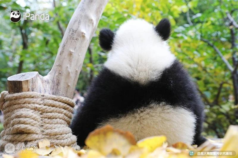 丫丫即将回国！萌化全世界的滚滚，百年前却曾遭灭顶之灾？ 崇真艺客