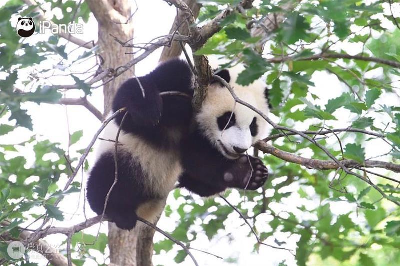 丫丫即将回国！萌化全世界的滚滚，百年前却曾遭灭顶之灾？ 崇真艺客
