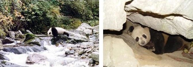 丫丫即将回国！萌化全世界的滚滚，百年前却曾遭灭顶之灾？ 崇真艺客