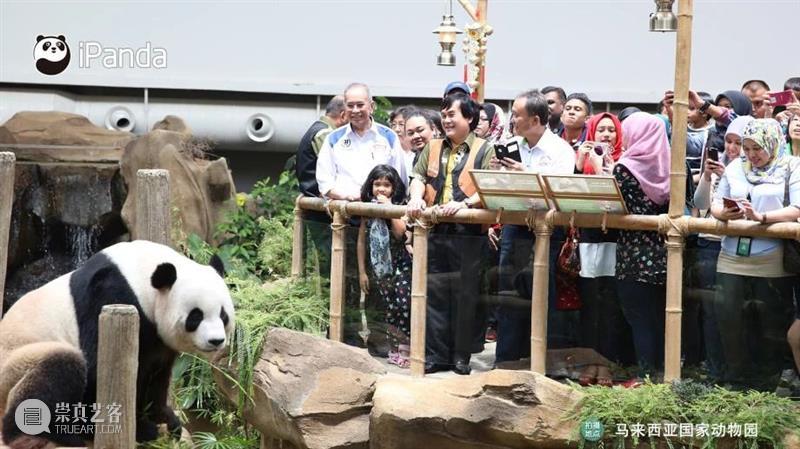 丫丫即将回国！萌化全世界的滚滚，百年前却曾遭灭顶之灾？ 崇真艺客