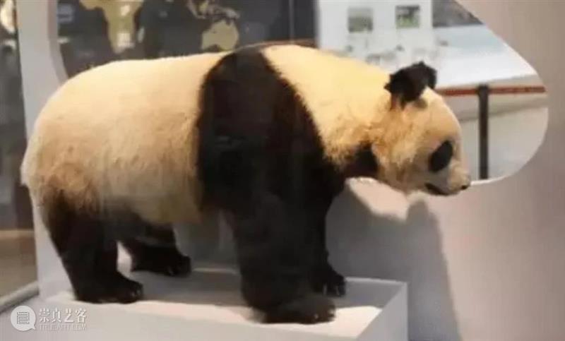 丫丫即将回国！萌化全世界的滚滚，百年前却曾遭灭顶之灾？ 崇真艺客