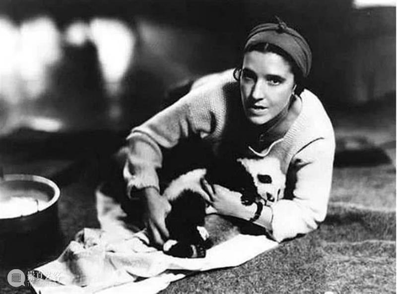 丫丫即将回国！萌化全世界的滚滚，百年前却曾遭灭顶之灾？ 崇真艺客