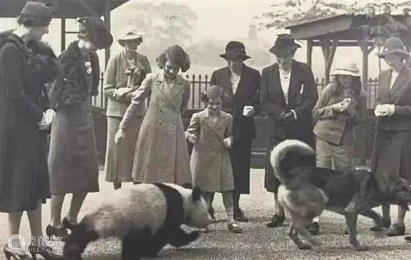 丫丫即将回国！萌化全世界的滚滚，百年前却曾遭灭顶之灾？ 崇真艺客