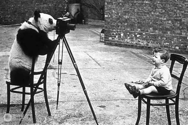 丫丫即将回国！萌化全世界的滚滚，百年前却曾遭灭顶之灾？ 崇真艺客