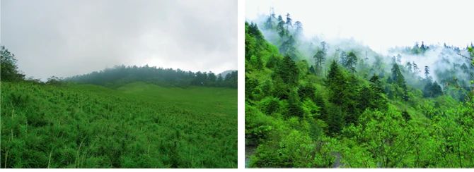 丫丫即将回国！萌化全世界的滚滚，百年前却曾遭灭顶之灾？ 崇真艺客