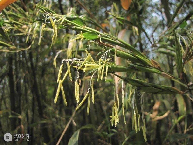 丫丫即将回国！萌化全世界的滚滚，百年前却曾遭灭顶之灾？ 崇真艺客