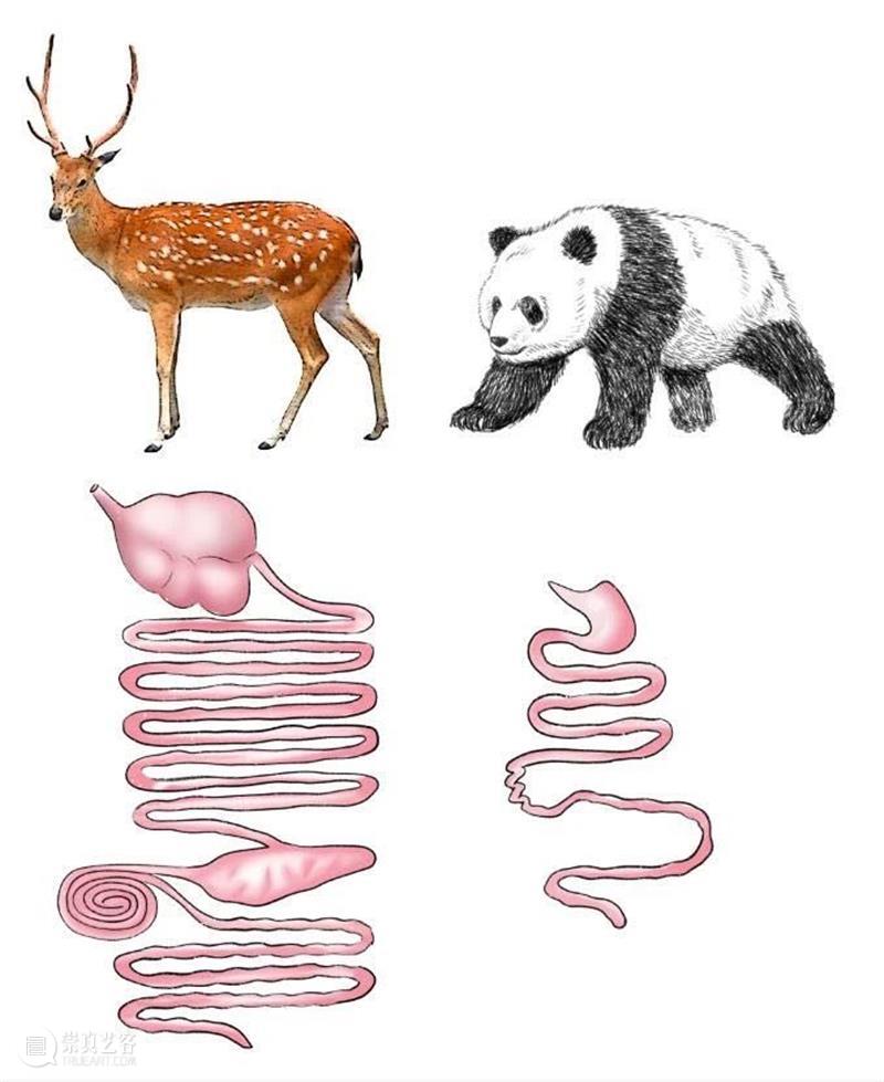 丫丫即将回国！萌化全世界的滚滚，百年前却曾遭灭顶之灾？ 崇真艺客