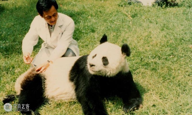 丫丫即将回国！萌化全世界的滚滚，百年前却曾遭灭顶之灾？ 崇真艺客