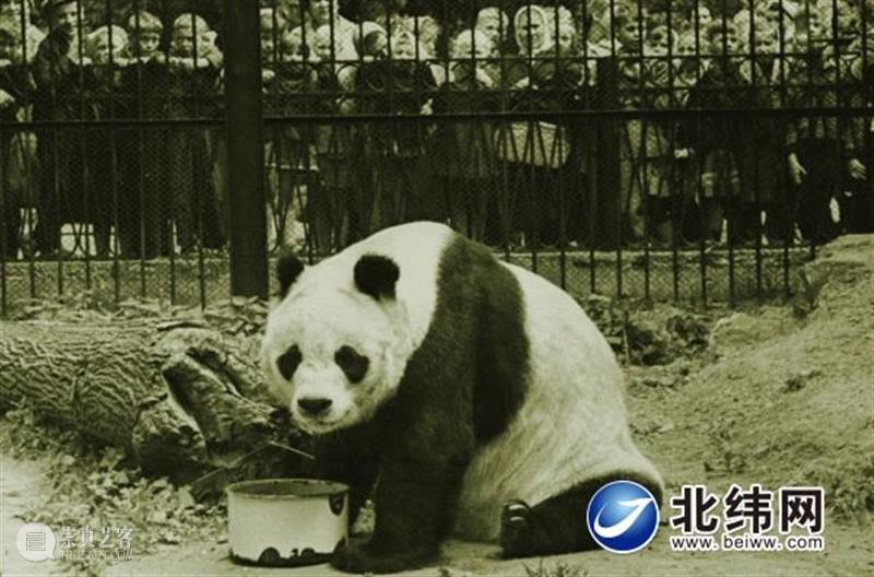 丫丫即将回国！萌化全世界的滚滚，百年前却曾遭灭顶之灾？ 崇真艺客