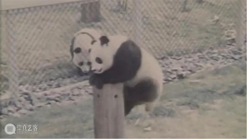 丫丫即将回国！萌化全世界的滚滚，百年前却曾遭灭顶之灾？ 崇真艺客