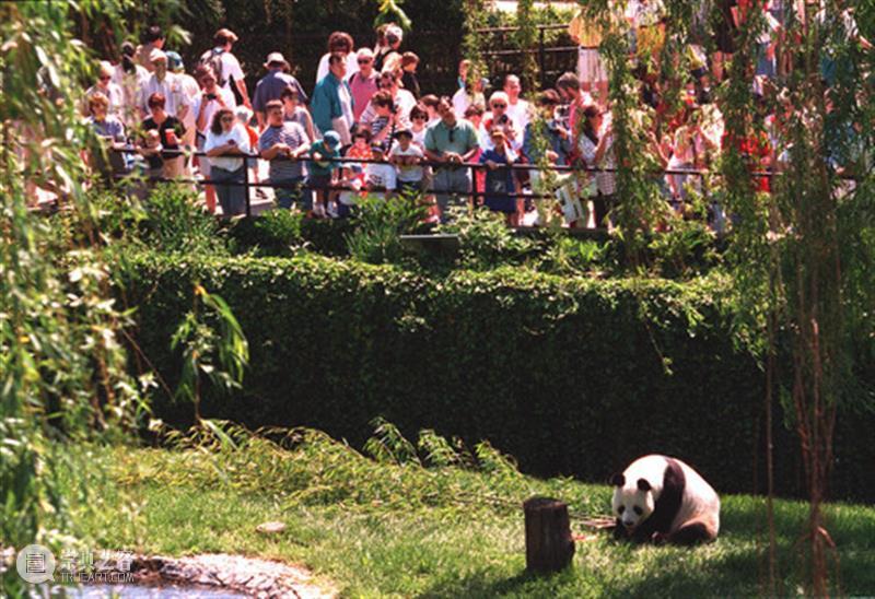 丫丫即将回国！萌化全世界的滚滚，百年前却曾遭灭顶之灾？ 崇真艺客