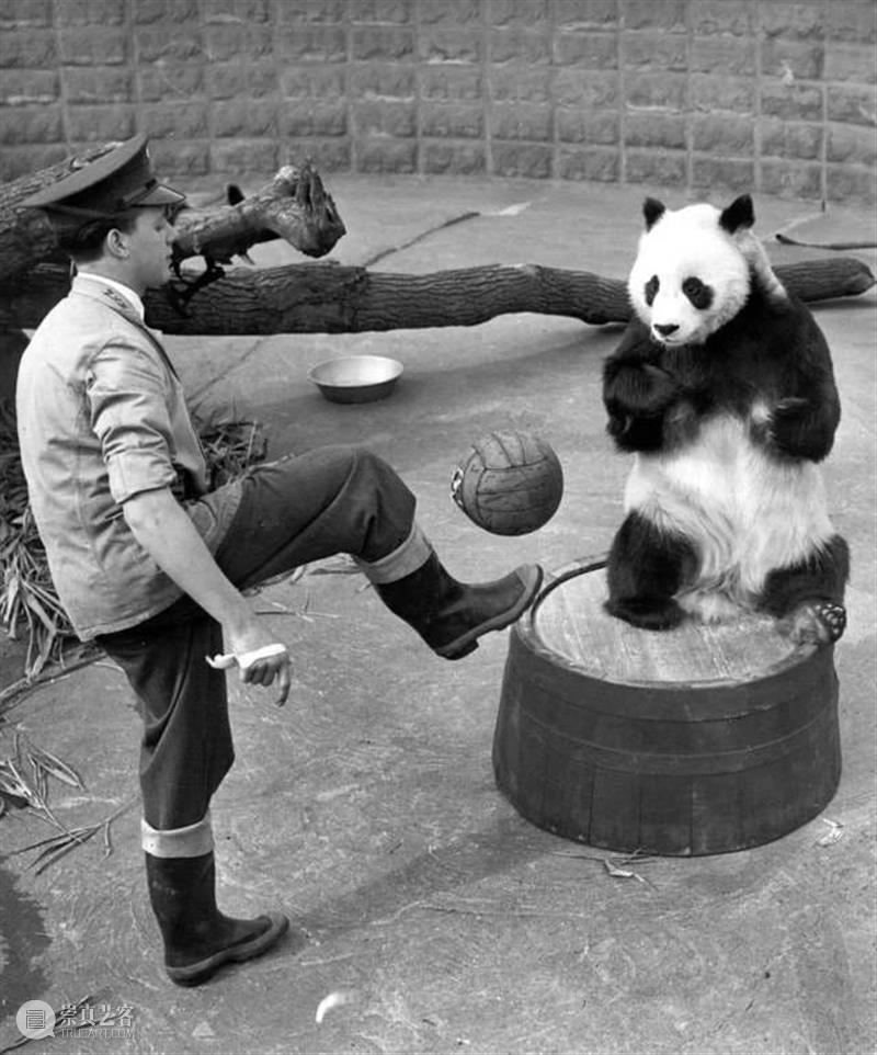 丫丫即将回国！萌化全世界的滚滚，百年前却曾遭灭顶之灾？ 崇真艺客