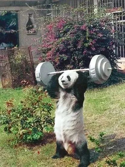 丫丫即将回国！萌化全世界的滚滚，百年前却曾遭灭顶之灾？ 崇真艺客