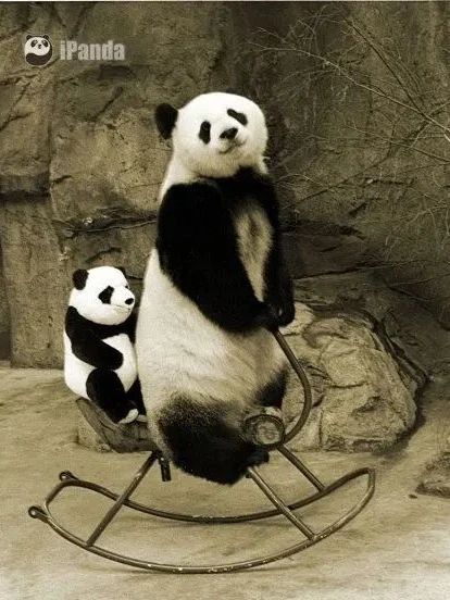 丫丫即将回国！萌化全世界的滚滚，百年前却曾遭灭顶之灾？ 崇真艺客