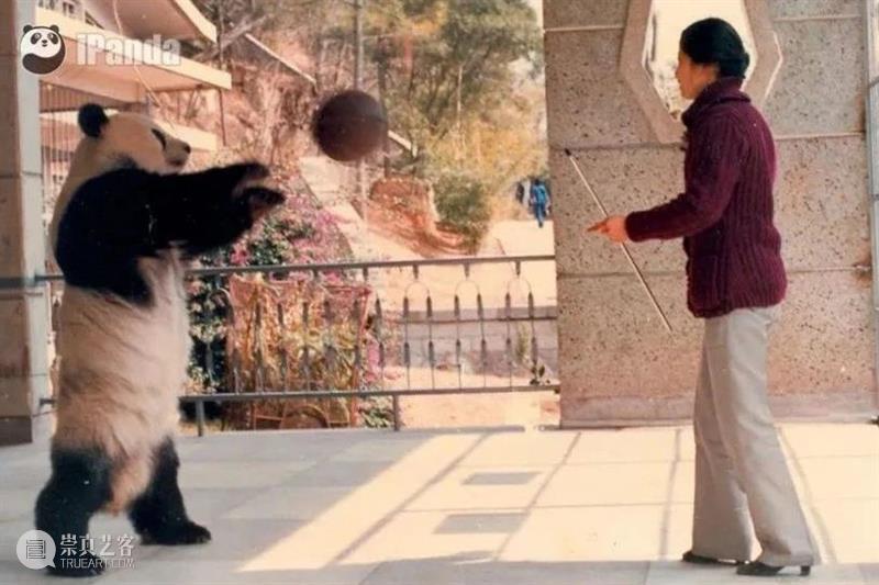 丫丫即将回国！萌化全世界的滚滚，百年前却曾遭灭顶之灾？ 崇真艺客