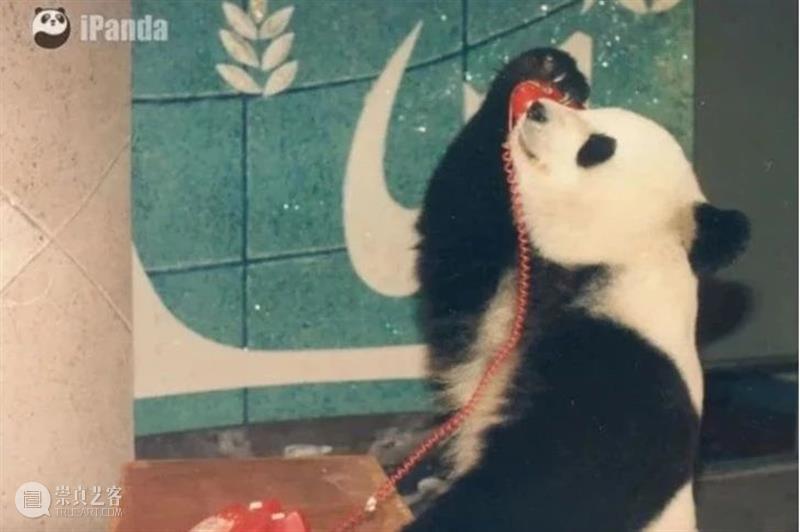 丫丫即将回国！萌化全世界的滚滚，百年前却曾遭灭顶之灾？ 崇真艺客