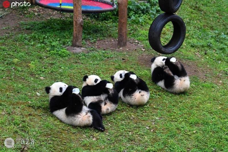 丫丫即将回国！萌化全世界的滚滚，百年前却曾遭灭顶之灾？ 崇真艺客