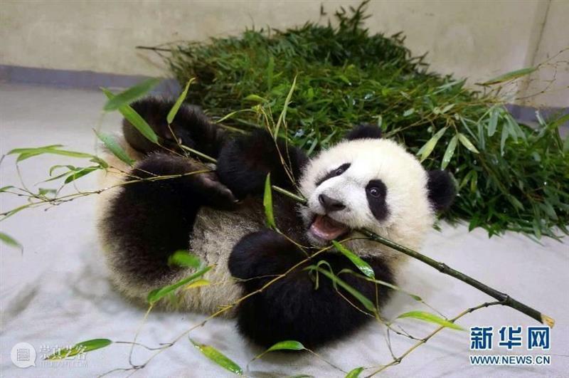 丫丫即将回国！萌化全世界的滚滚，百年前却曾遭灭顶之灾？ 崇真艺客