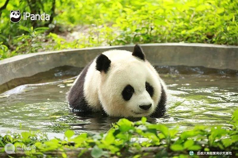 丫丫即将回国！萌化全世界的滚滚，百年前却曾遭灭顶之灾？ 崇真艺客