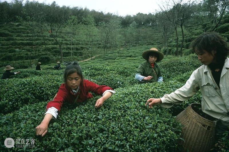 世界著名摄影师镜头中的“茶” 崇真艺客