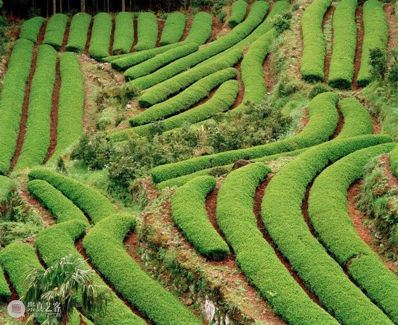 世界著名摄影师镜头中的“茶” 崇真艺客