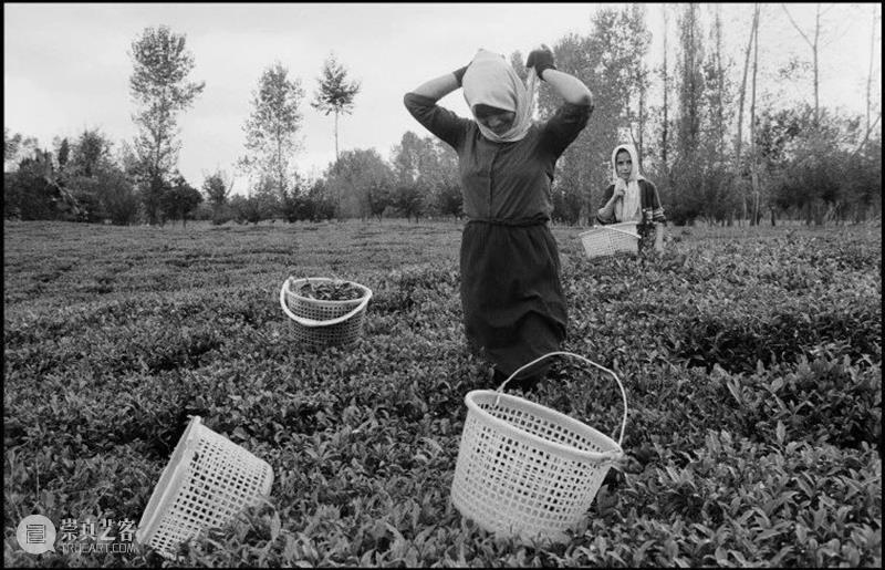 世界著名摄影师镜头中的“茶” 崇真艺客