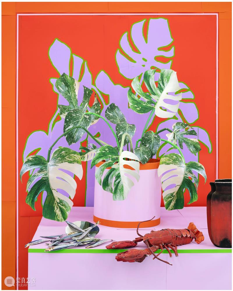 Daniel Gordon|自由变换: 植物,容器,梨,虚与实 崇真艺客