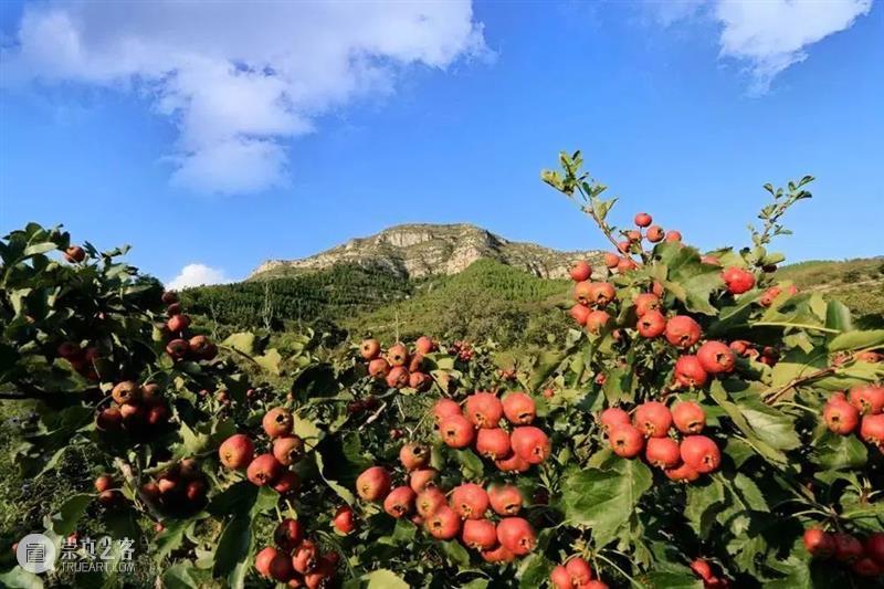 身体“负担”太重？每天一杯鸡内金山楂膏，堆积畅毒通通排出，肉眼显瘦一大圈！ 崇真艺客