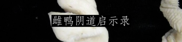 父权制是如何开始的？ 崇真艺客