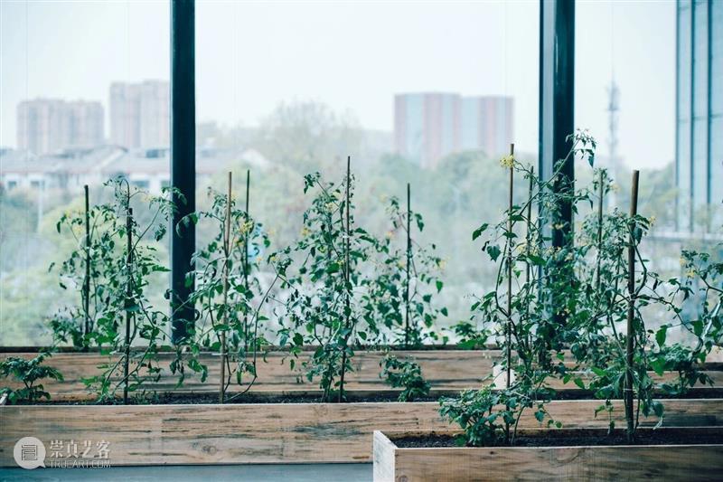 奇岚策展 | 万物皆相见 —— 自然和爱，不辜负任何事物。 视频资讯 沈奇岚 崇真艺客