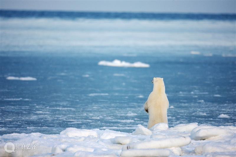 北冰洋，不冰了 崇真艺客