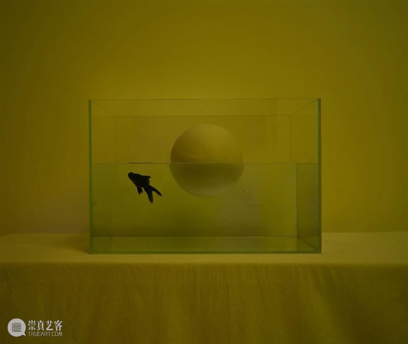 【展讯】白林个展“乌鸦喝水”——青年艺术家陪跑计划｜北京 崇真艺客