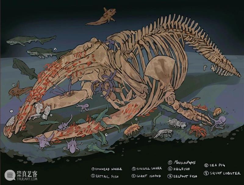 海洋巨兽的奇怪觅食方式 崇真艺客