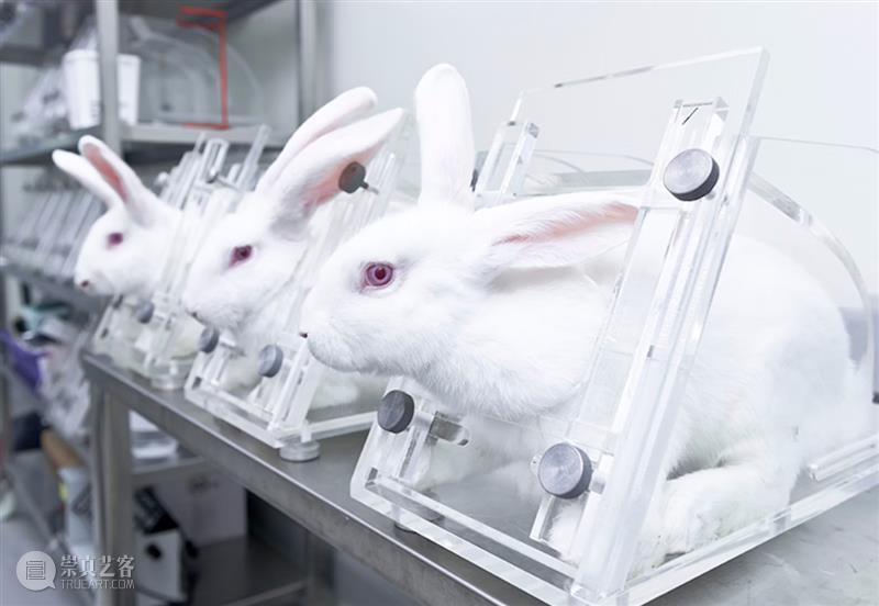 为动物发声：对话动物解放先驱彼得·辛格  Brandon Keim 崇真艺客