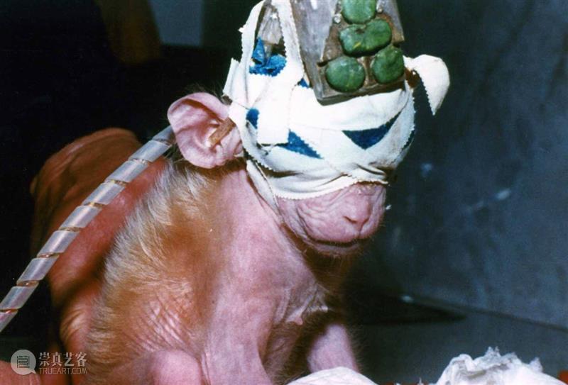 为动物发声：对话动物解放先驱彼得·辛格  Brandon Keim 崇真艺客