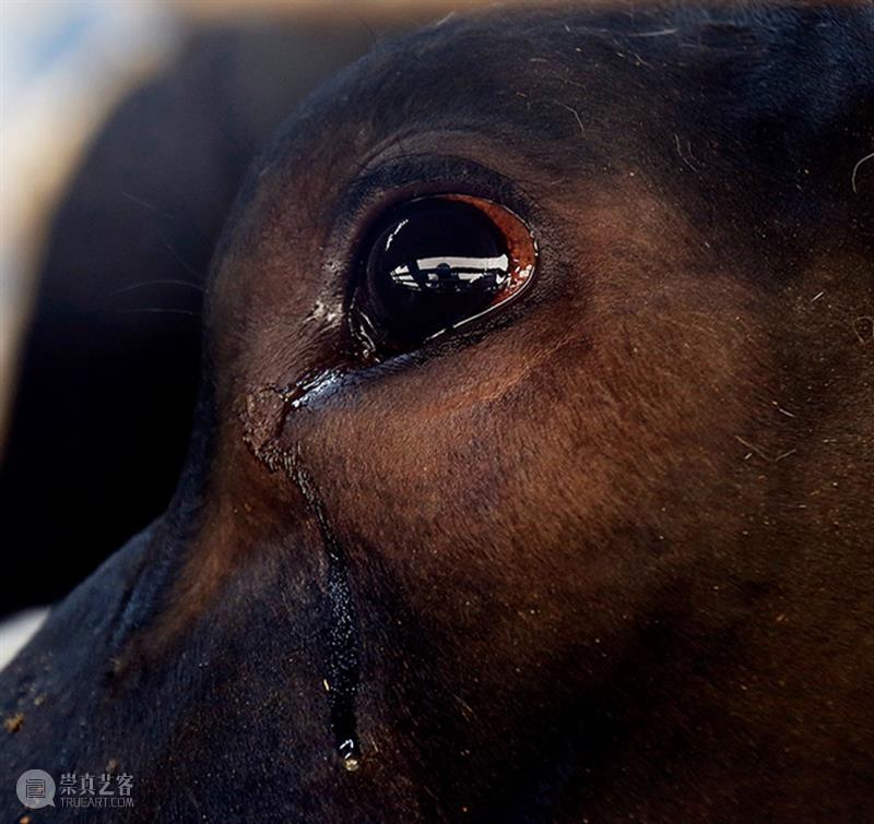 为动物发声：对话动物解放先驱彼得·辛格  Brandon Keim 崇真艺客