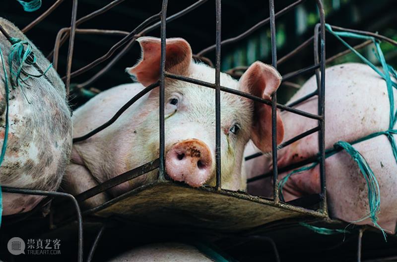 为动物发声：对话动物解放先驱彼得·辛格  Brandon Keim 崇真艺客