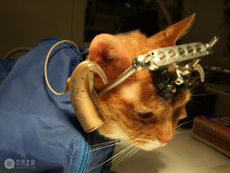 为动物发声：对话动物解放先驱彼得·辛格  Brandon Keim 崇真艺客