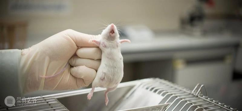 为动物发声：对话动物解放先驱彼得·辛格  Brandon Keim 崇真艺客