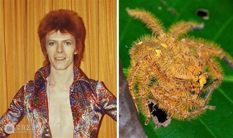 为何马蝇不能以碧昂斯命名？ 崇真艺客