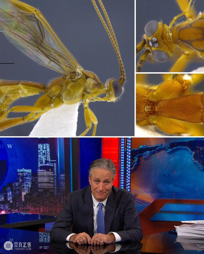 为何马蝇不能以碧昂斯命名? 崇真艺客
