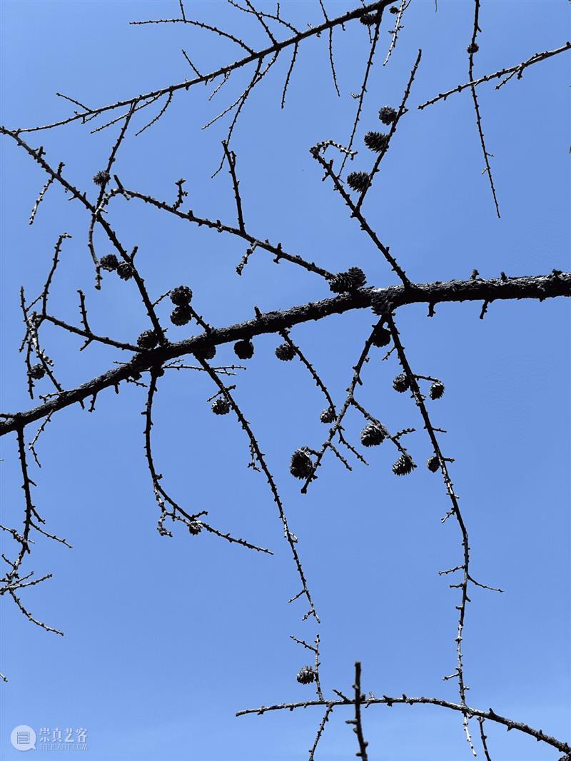阿那亚大地艺术节｜陈若璠：让自然的拟像，在虚拟中摇曳 崇真艺客