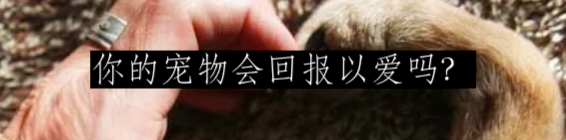 为什么狗会把脑袋歪向一边? 崇真艺客
